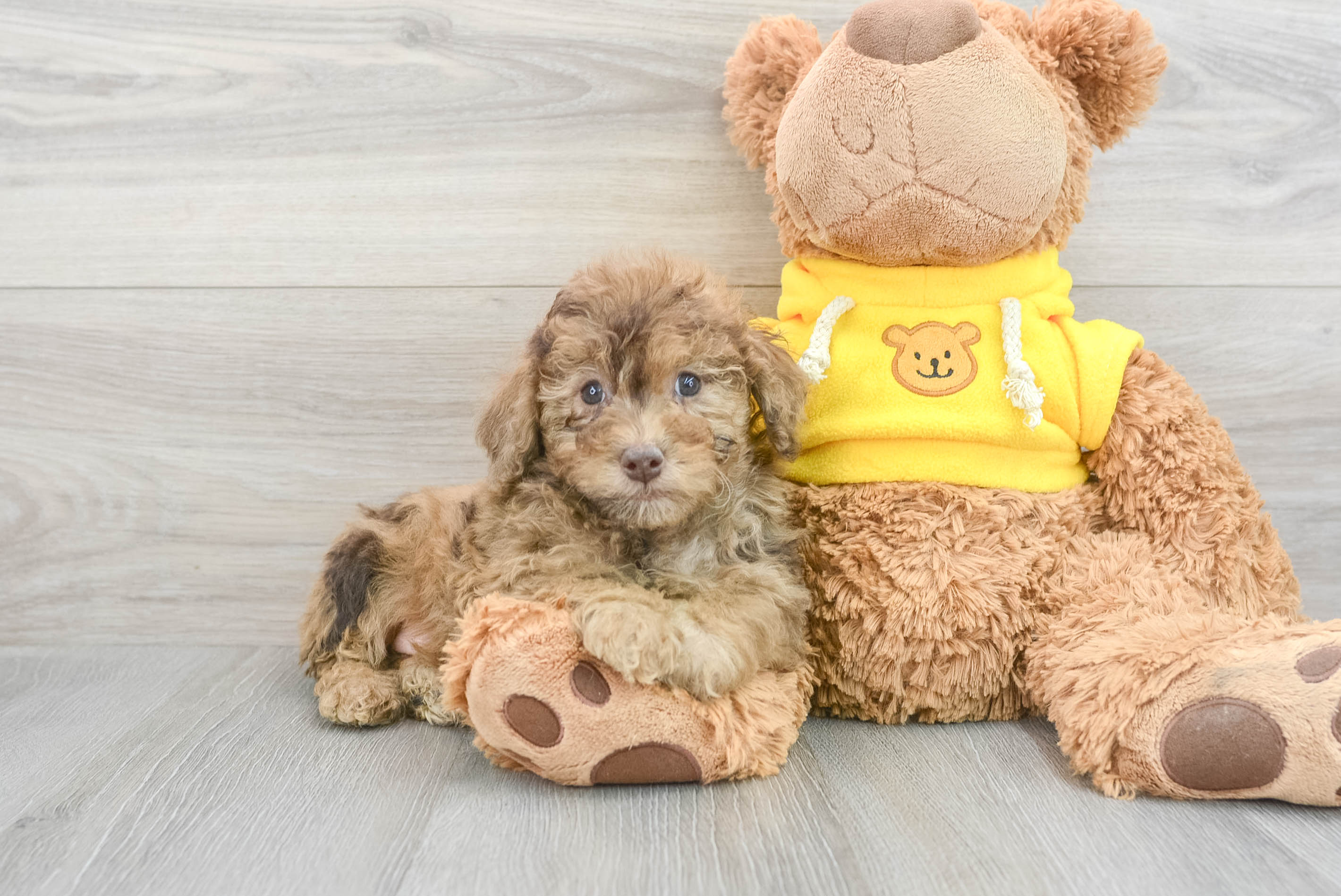 Hypoallergenic Poodle Purebred Pup