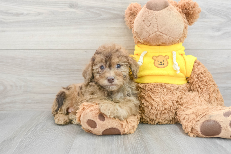 Hypoallergenic Poodle Purebred Pup