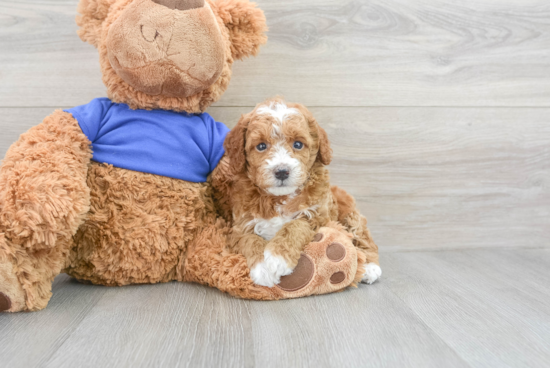 Playful Poodle Baby