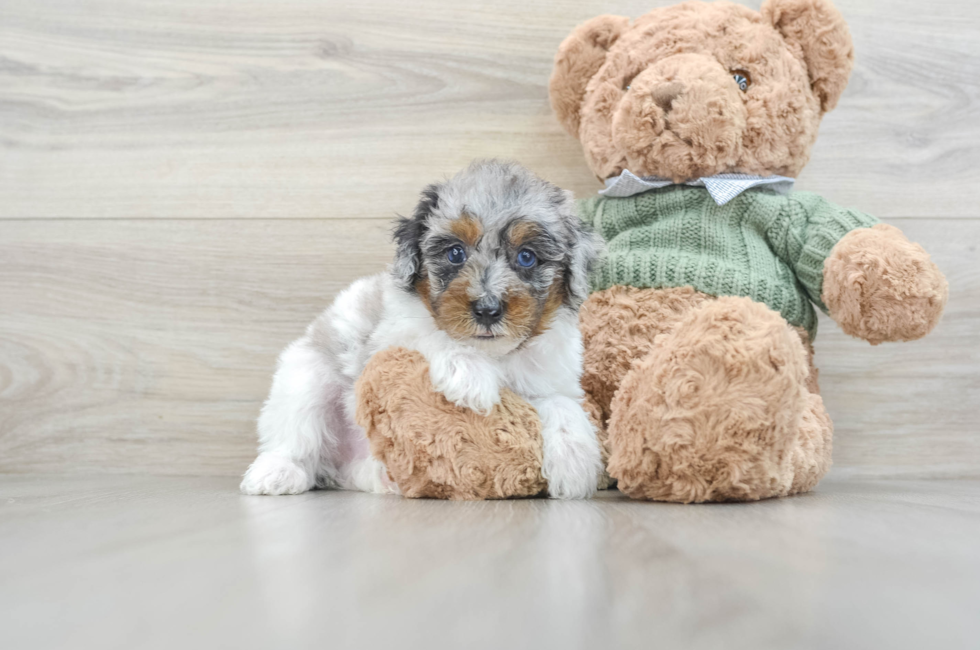 7 week old Poodle Puppy For Sale - Premier Pups