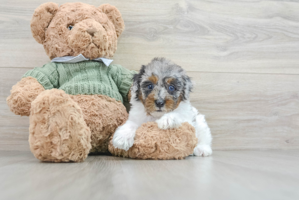 Poodle Pup Being Cute