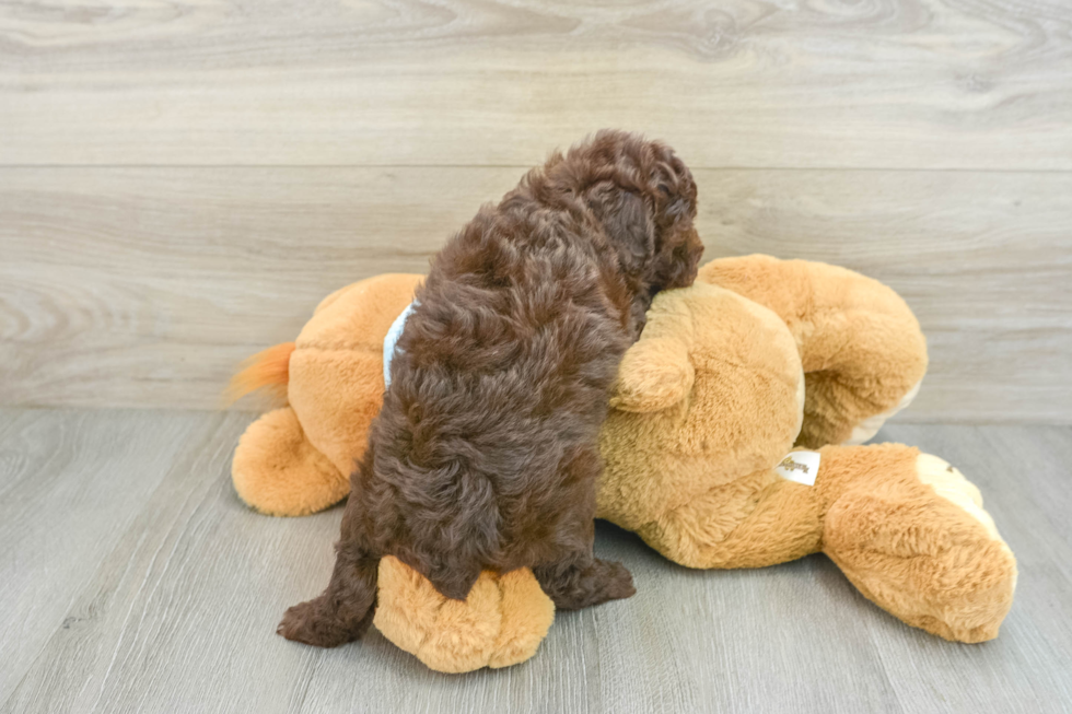 Hypoallergenic Poodle Purebred Pup