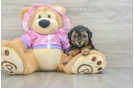 Cute Toy Poodle Purebred Puppy