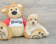 7 week old Poodle Puppy For Sale - Premier Pups