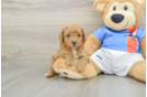 Funny Poodle Purebred Pup