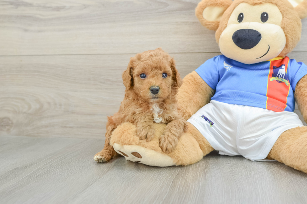 Funny Poodle Purebred Pup