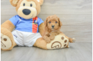Poodle Pup Being Cute