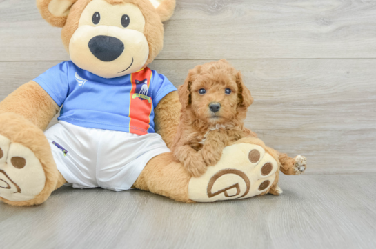 Poodle Pup Being Cute