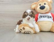 6 week old Poodle Puppy For Sale - Premier Pups