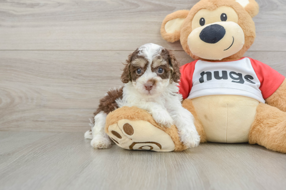 7 week old Poodle Puppy For Sale - Premier Pups