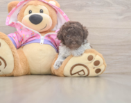 6 week old Poodle Puppy For Sale - Premier Pups