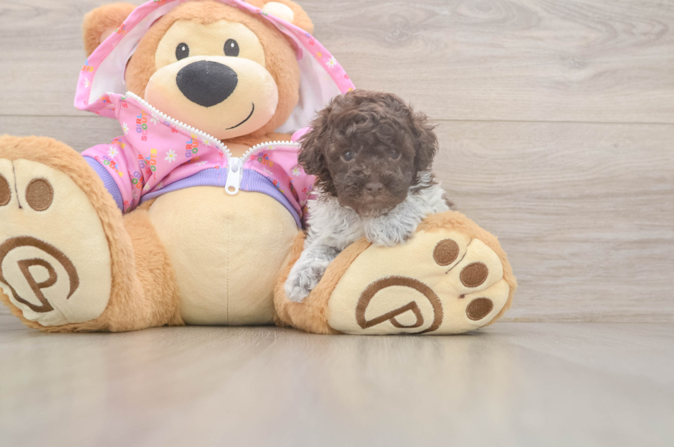 5 week old Poodle Puppy For Sale - Premier Pups