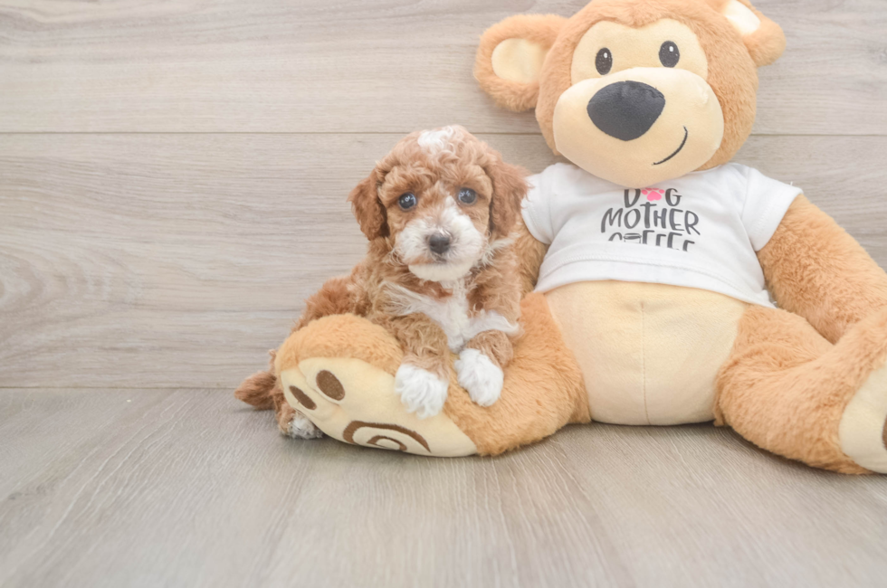 5 week old Poodle Puppy For Sale - Premier Pups