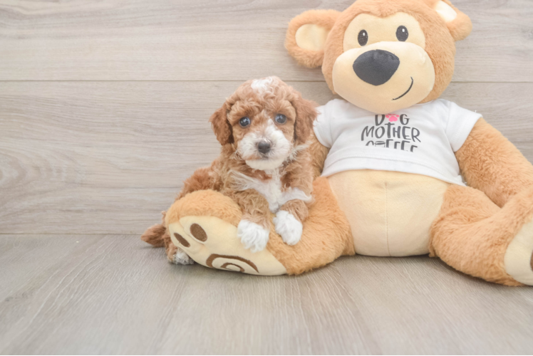 Meet Bacon - our Poodle Puppy Photo  1/3 - Premier Pups Poodle Puppy for Adoption