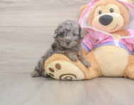 7 week old Poodle Puppy For Sale - Premier Pups