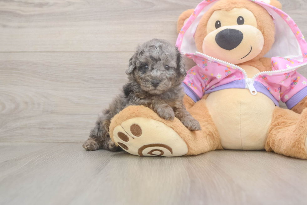 Meet Bacon - our Poodle Puppy Photo  1/3 - Premier Pups Playful Poodle Baby