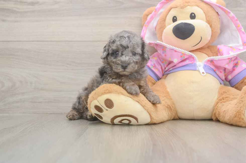 5 week old Poodle Puppy For Sale - Premier Pups