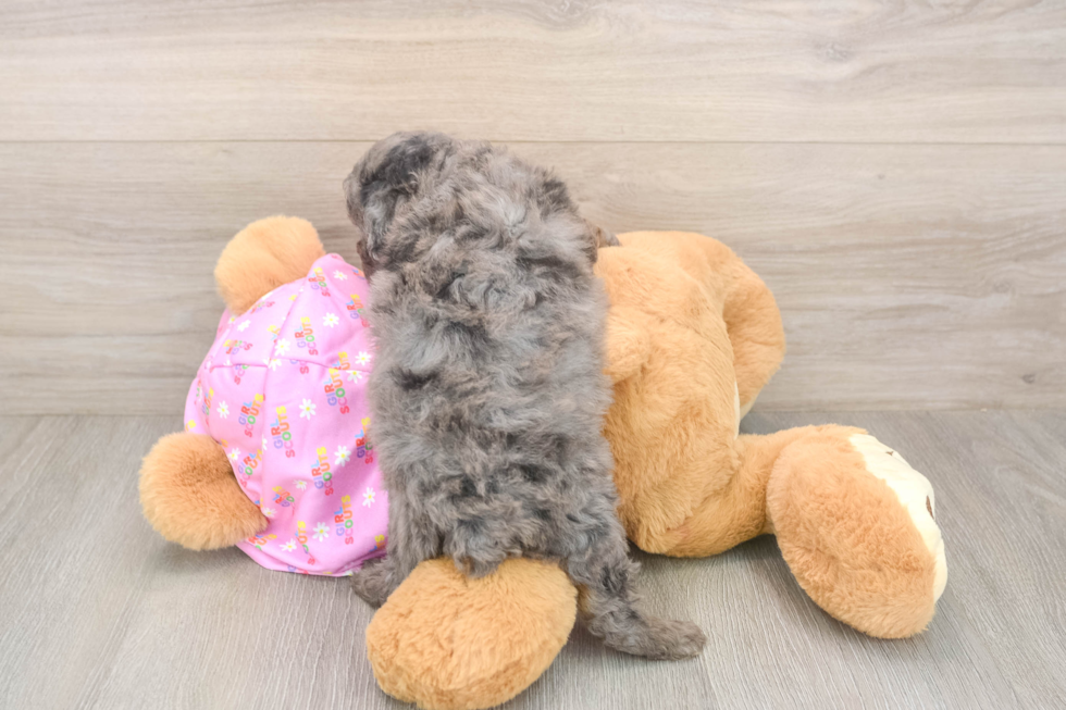 Meet Bacon - our Poodle Puppy Photo  3/3 - Premier Pups Fluffy Pudel Purebred Puppy