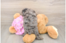 Meet Bacon - our Poodle Puppy Photo  3/3 - Premier Pups Fluffy Pudel Purebred Puppy