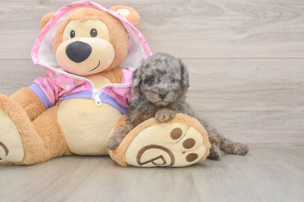 Meet Bacon - our Poodle Puppy Photo  2/3 - Premier Pups Poodle Puppy for Adoption