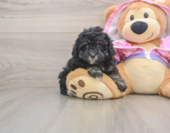 6 week old Poodle Puppy For Sale - Premier Pups