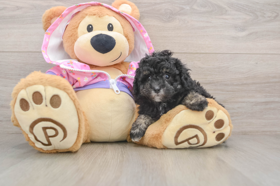 Popular Poodle Purebred Pup