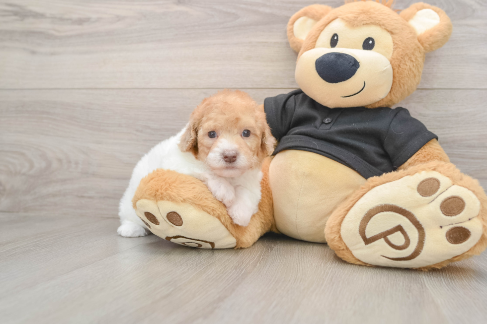 Poodle Pup Being Cute