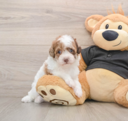 5 week old Poodle Puppy For Sale - Premier Pups