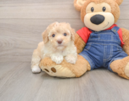 7 week old Poodle Puppy For Sale - Premier Pups