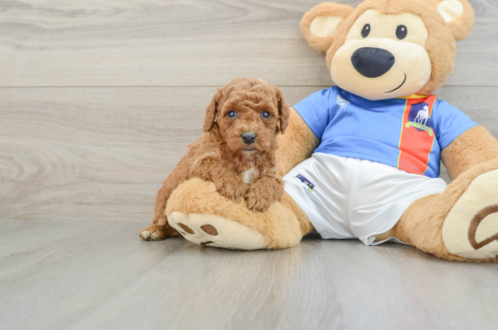 5 week old Poodle Puppy For Sale - Premier Pups