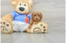 Hypoallergenic Poodle Baby