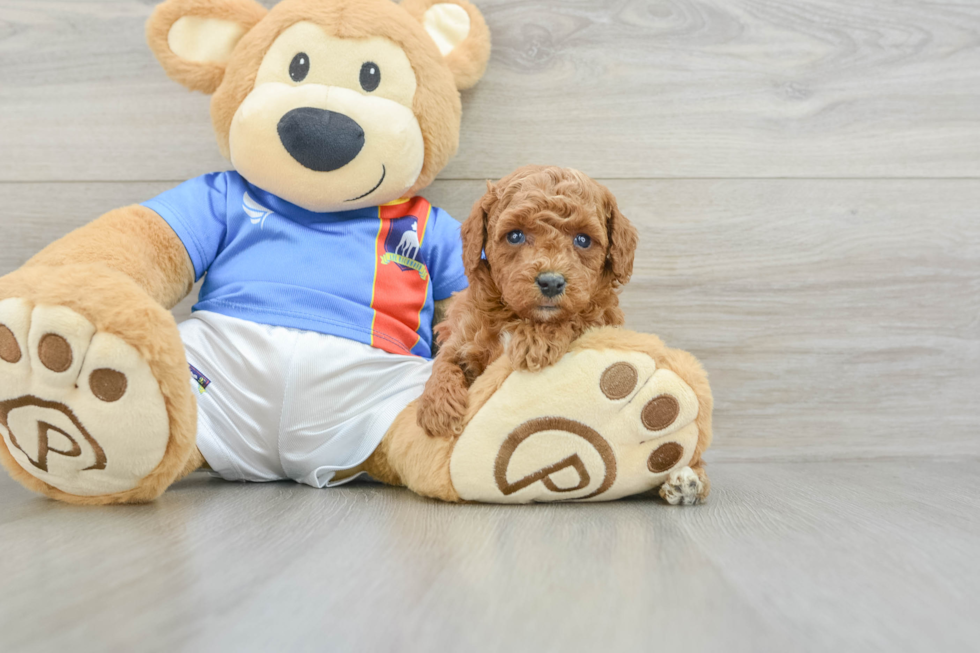Hypoallergenic Poodle Baby