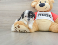 6 week old Poodle Puppy For Sale - Premier Pups