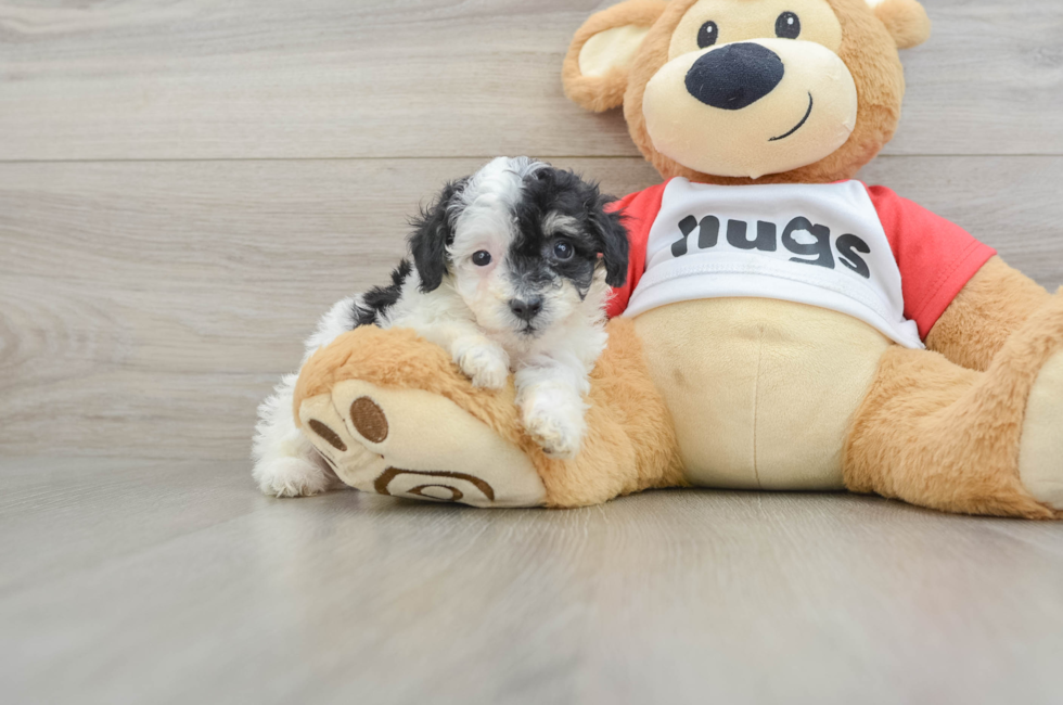 7 week old Poodle Puppy For Sale - Premier Pups