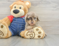 8 week old Poodle Puppy For Sale - Premier Pups