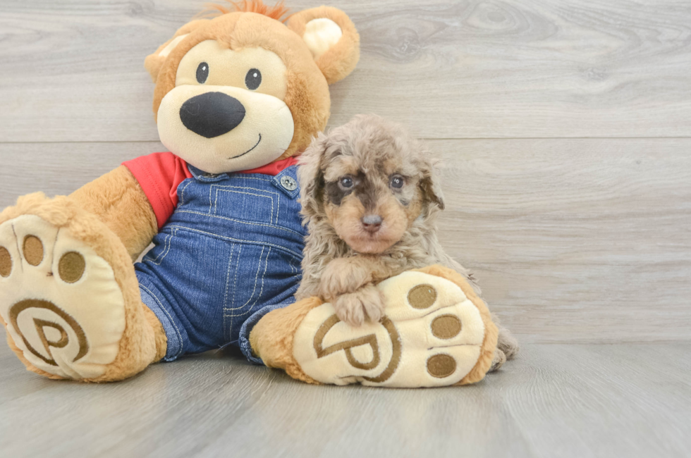 5 week old Poodle Puppy For Sale - Premier Pups