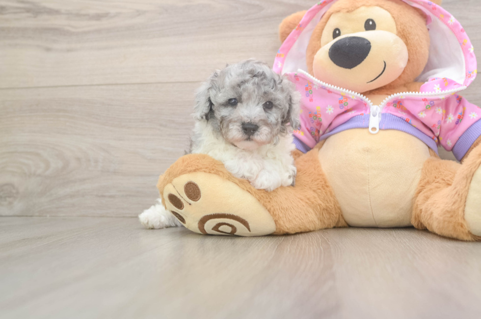 5 week old Poodle Puppy For Sale - Premier Pups