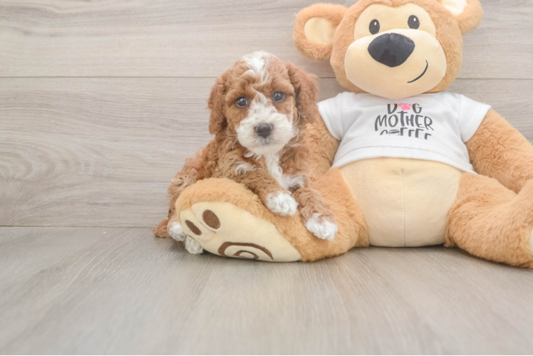 Poodle Pup Being Cute