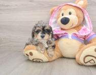 7 week old Poodle Puppy For Sale - Premier Pups