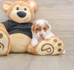 5 week old Poodle Puppy For Sale - Premier Pups