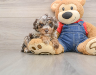9 week old Poodle Puppy For Sale - Premier Pups