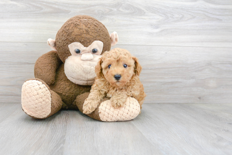 Playful Poodle Baby