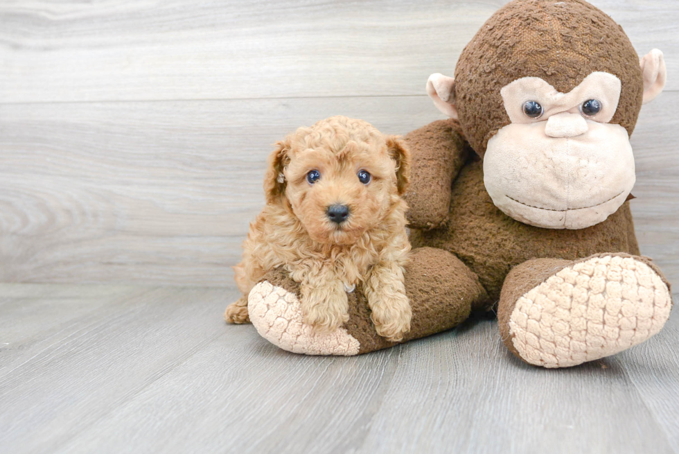 Adorable Pudle Purebred Puppy