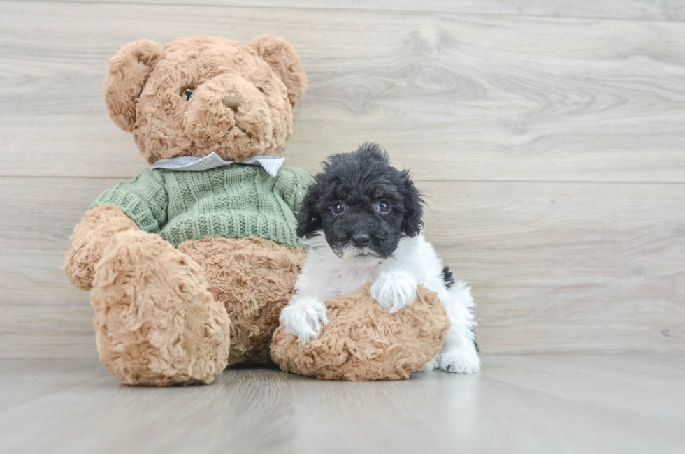 7 week old Poodle Puppy For Sale - Premier Pups