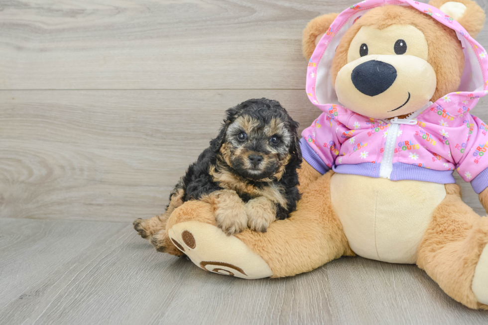 Funny Poodle Baby