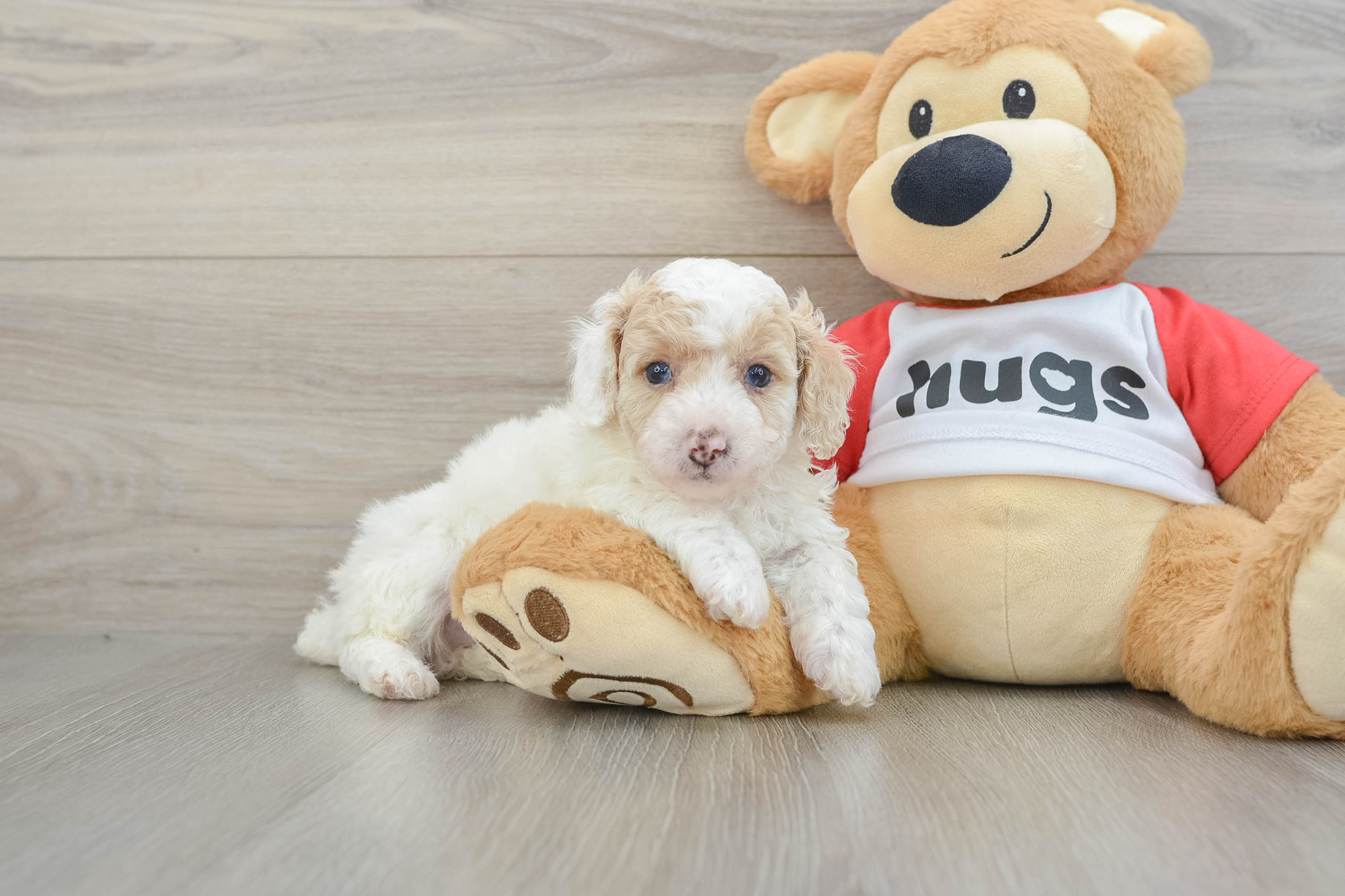 Poodle Puppy for Adoption