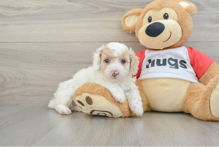 Poodle Puppy for Adoption