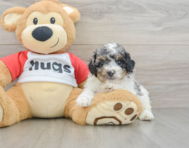 6 week old Poodle Puppy For Sale - Premier Pups