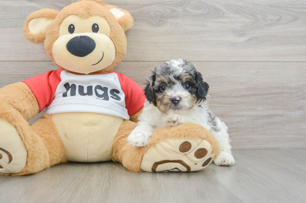 7 week old Poodle Puppy For Sale - Premier Pups
