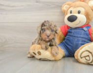 8 week old Poodle Puppy For Sale - Premier Pups